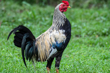 Close-up image of a fighting cock with striking plumage standing alert on green grass.