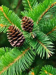 Young pine cones on the tree. Green natural background.
