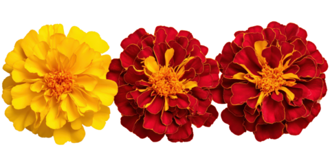 Marigolds in Bloom: A vibrant display of three marigold blossoms showcases their intricate petals and lively colors, evoking the essence of spring.