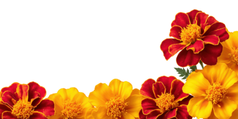 Floral Elegance: A vibrant display of marigold flowers in full bloom showcases a stunning fusion of red and yellow petals, creating an artistic, eye-catching composition. 