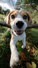 A happy puppy holding a stick in its mouth, running playfully on green grass with autumn leaves in the background.