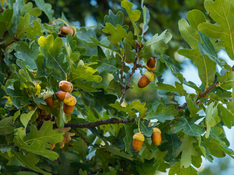 Zu sehen ist eine Nahaufnahme eines Astes der Stieleiche (Quercus robur), an dem braune und gelbe Eicheln h&auml;ngen.