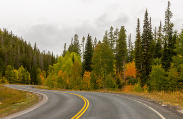 Fototapeta premium Autumn Foliage. Aspen Trees in Fall Colors in Medicine Bow National Forest, Wyoming