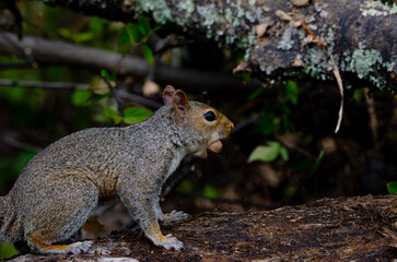 squirrel eating nut