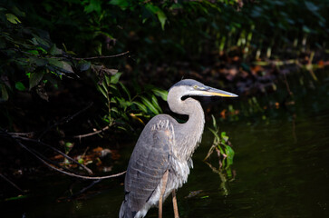 great blue heron being illuminated by the sun