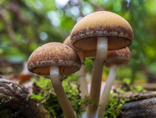 Autumnal fungi on the forst floor