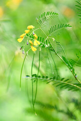 Yellow Sesbania grandiflora flowers, Sesbania cannabina flower in nature with selective focus.