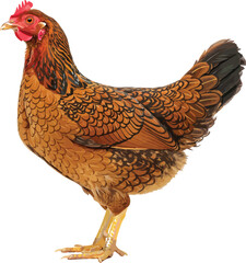 A detailed side profile of a golden-laced Wyandotte chicken with intricate feather patterns and a bright red comb.