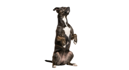 Isolated attentive brindle dog sits upright posing on hind legs, looking up at something invisible