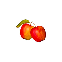 Watercolor sketch illustration of two ripe red apples with a green leaf and twig isolated on a white background, hand drawn