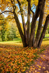 Beautiful autumn landscape. Trees with yellow leaves and a path in the park, Alexandria Park, Peterhof, Saint Petersburg, Russia