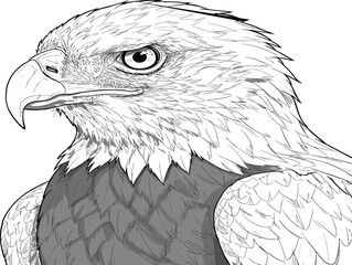 Detailed drawing of an eagle's head and upper body.
