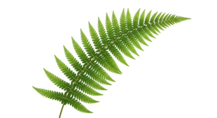 Isolated green fern frond with tiny leaflets and curved form, botanical element for design