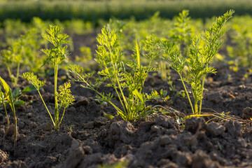 Young carrot plants thrive in rich soil under bright sunlight in a rural field, showcasing the beauty of spring gardening
