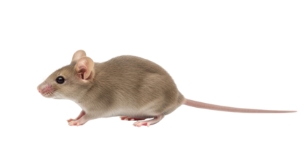 Isolated mouse on clean backdrop close-up showing detail of fur and whiskers, head to tail