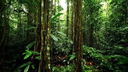 Slow tracking shot through dense, vibrant tropical island jungle foliage with soft diffused light tropical, journey, exploration