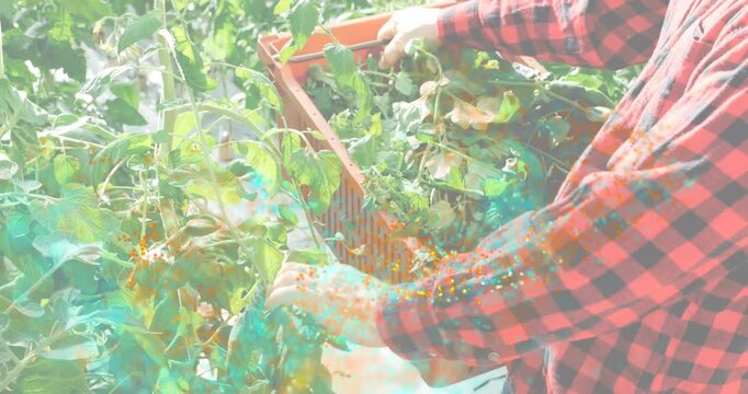 Gardener positioning crate by greenhouse tomato vines and harvesting stems as animated count rises