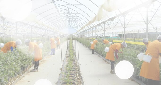 Farm workers bending while spotting ripe plants and picking harvest as flares flaring greenhouse