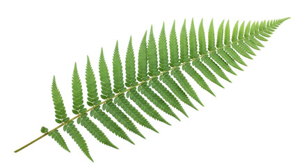 Isolated frond of tropical fern with leaflets, single stem with symmetrical leaves, botanical © Julie