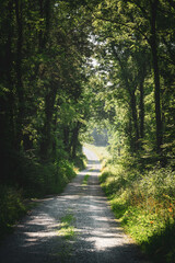 A serene gravel road stretches through a vibrant forest, surrounded by tall trees and lush greenery. Sunlight filters through the leaves, creating a tranquil atmosphere.