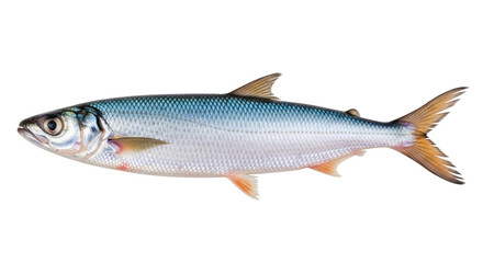 Isolated American Shad Fish, North Atlantic, a Clupeidae Family Member, Silver and Blue