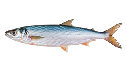 Isolated American Shad Fish, North Atlantic, a Clupeidae Family Member, Silver and Blue