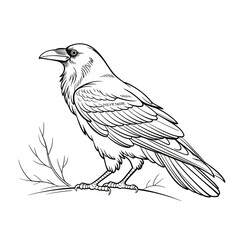Detailed ink drawing of a raven perched on a bare branch