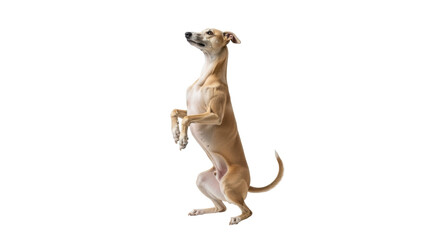 Isolated Italian Greyhound standing up on hind legs looking up in a studio shot, canine pet