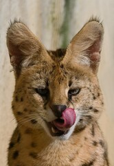 serval