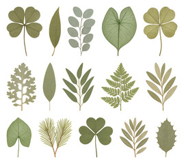 Assorted botanical leaf illustrations.