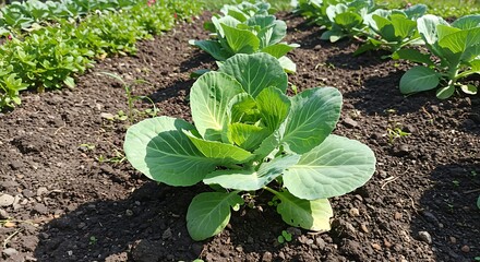 Cabbage plants growing in garden bed with green leaves and soil