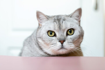 Cat, Portrait, Indoor - Close-up portrait of a gray cat with green eyes sitting on a pink table indoors.
