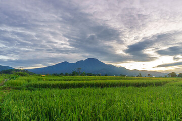 Fototapeta premium Beautiful morning view indonesia Panorama Landscape paddy fields with beauty color and sky natural light