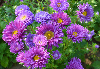 Obraz premium Garden asters grow in flower beds