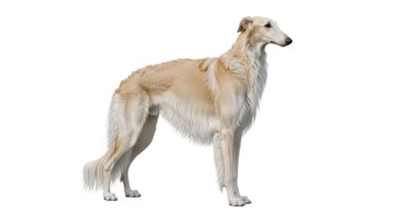 Isolated cream-colored Borzoi dog standing in profile, elegant Russian wolfhound, light coat