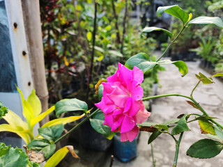 Vibrant pink rose blooms outdoors amidst lush green foliage and soft natural light