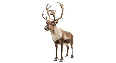 Isolated caribou with large antlers standing calmly, a strong animal of the north land
