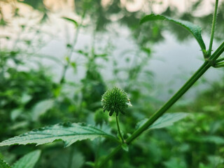 Close up of a small green bud emerging from lush foliage in a garden setting