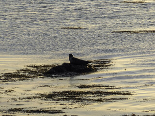 Solitary harbor seal is silhouetted as it rests peacefully on a patch of seaweed in the calm, golden-lit waters of Iceland at sunset, creating a serene and tranquil wildlife scene in the Nordic ocean.