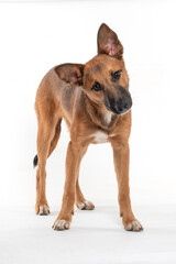 A cute mutt brown young dog standing alone, looking at the camera, on a white background