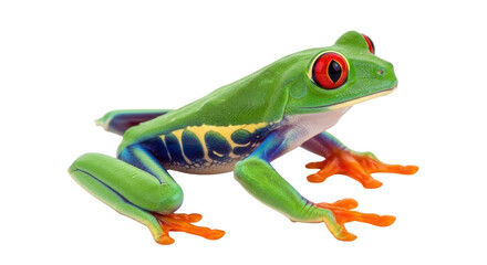 Isolated Red-Eyed Tree Frog Facing Right with Vivid Coloration and Bold Features on Display