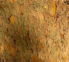 Platan, Platane, Platanus sycamore, plane tree trunk symbol. Texture made of Platan, Platane, sycamore, plane tree bark. Beautiful Platan tree trunk background. Conceptual image. Peaceful nature.