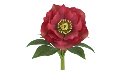 Isolated dark red double hellebore flower with yellow stamen isolated, no background, spring