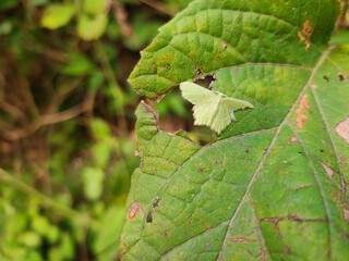 Tiny green frog blends into lush foliage a master of natural camouflage