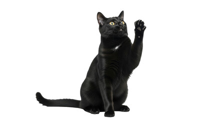 Isolated Black Cat reaching up, raising a paw, indoor pet animal in studio shot, sleek fur © Natasha
