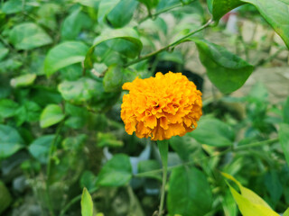 Vibrant orange marigold flower blooming amidst lush green foliage close up