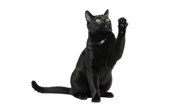 Isolated Black Cat reaching up, raising a paw, indoor pet animal in studio shot, sleek fur