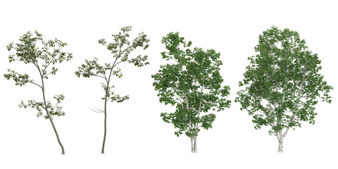 Collection of Alnus,Betula trees on transparent background