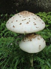 White mushrooms in the grass