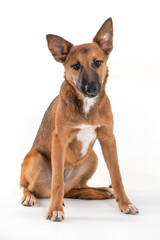 A mutt brown dog looking at the camera, sitting alone on a white background